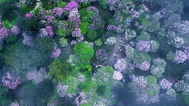 华顶千亩云锦杜鹃，每年五月迎来最好不雅赏期